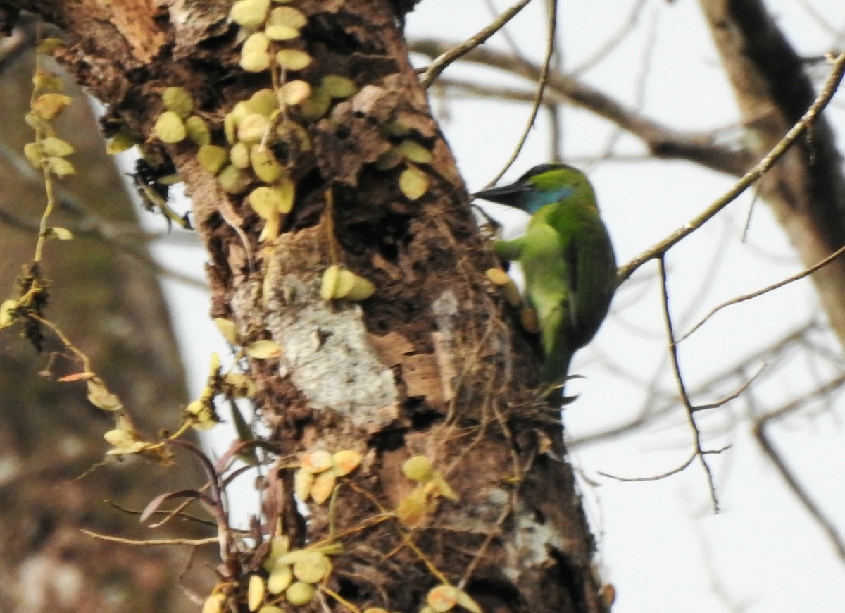 Barbudo Coronigualdo - ML639611297