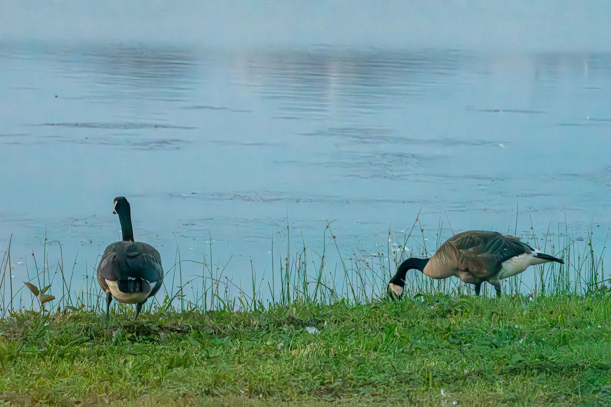 Canada Goose - ML639611317