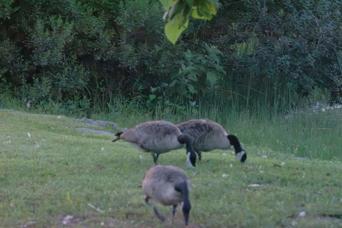 Canada Goose - ML639611320