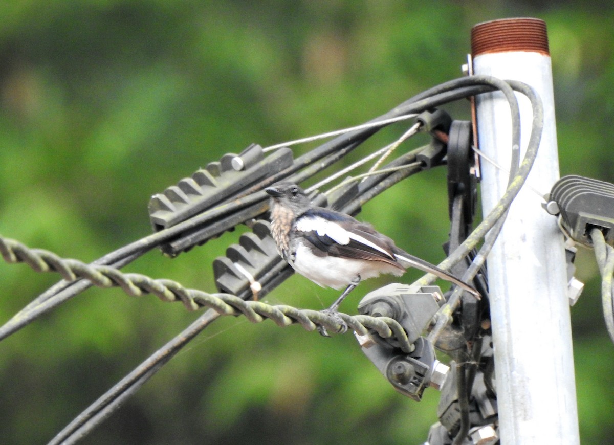 Oriental Magpie-Robin - ML639611321