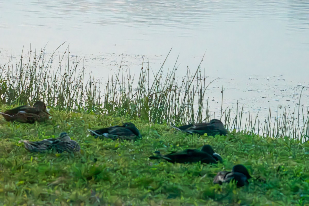 Mallard - ML639611322