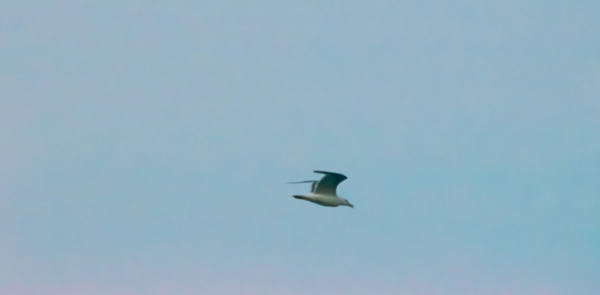 American Herring Gull - ML639611324
