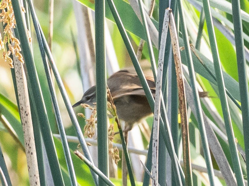 Sulphur-bearded Reedhaunter - ML639611326