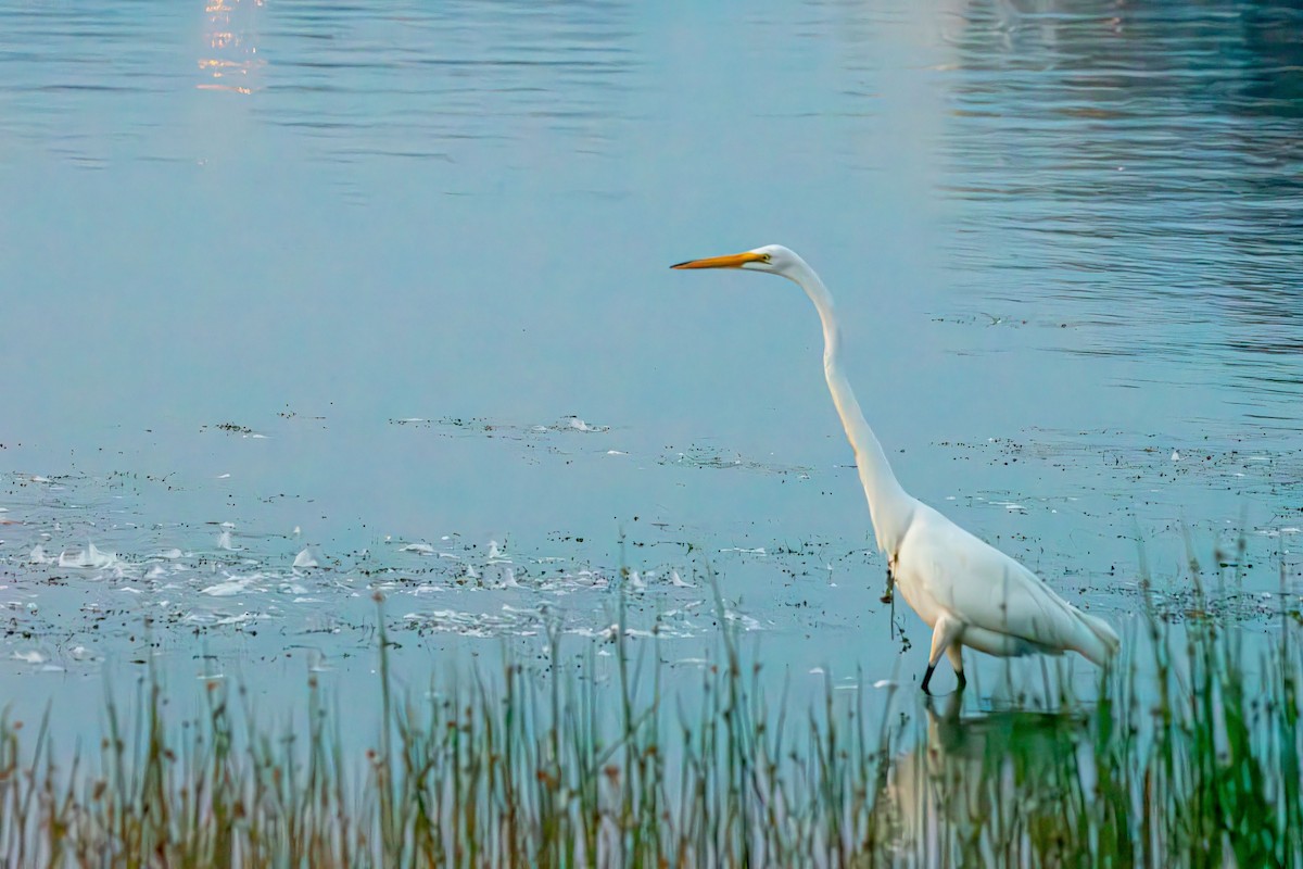 Great Egret - ML639611327
