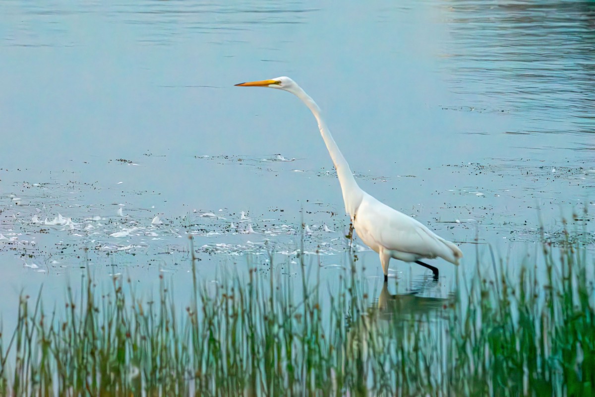 Great Egret - ML639611328