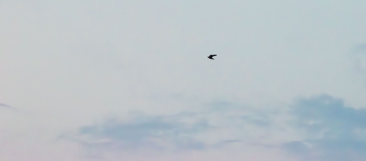 Purple Martin - ML639611331