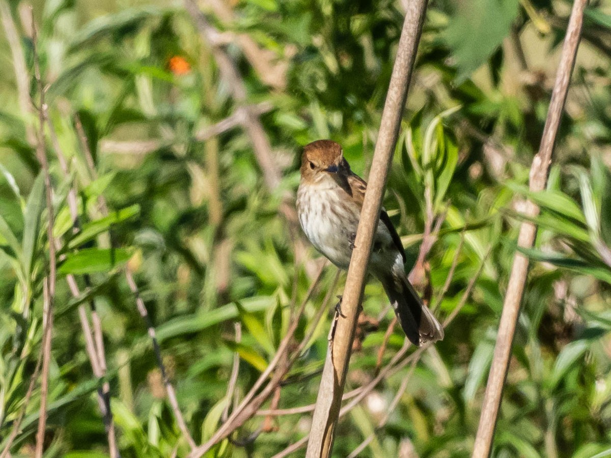 Bran-colored Flycatcher - ML639611332