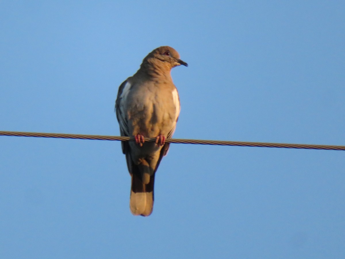 White-winged Dove - ML639611333