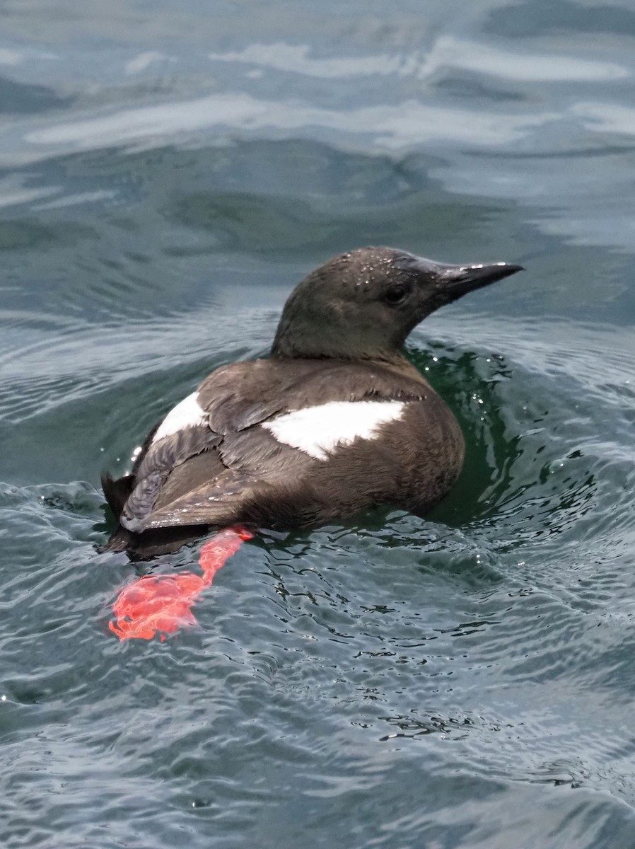 Black Guillemot - ML639611334