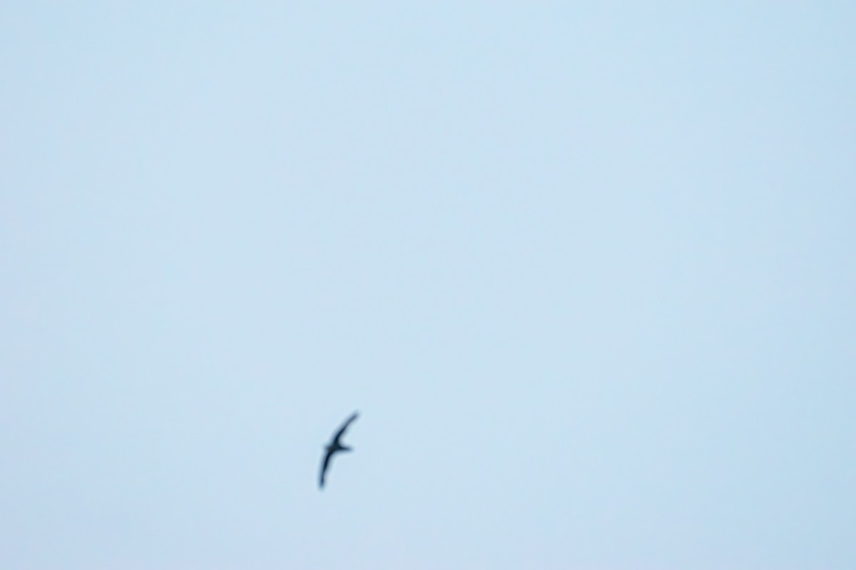 Purple Martin - ML639611335