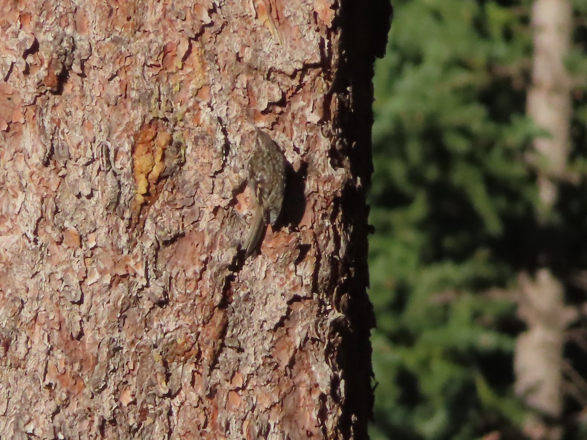 Brown Creeper - ML639611336