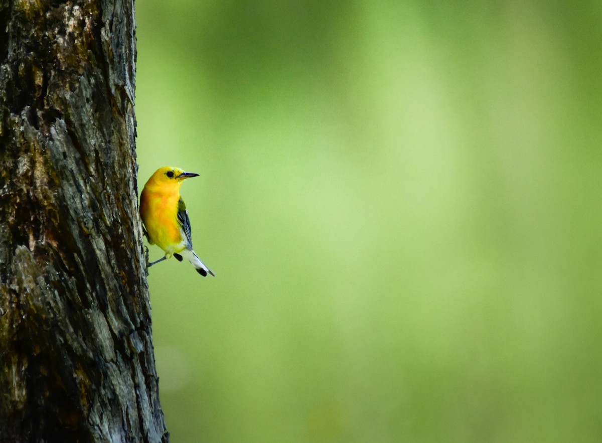 Prothonotary Warbler - ML639611338