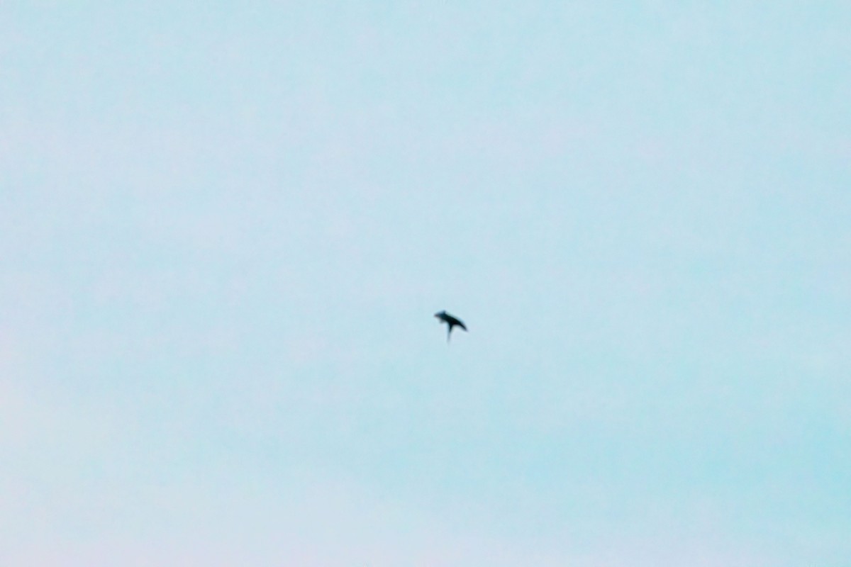 Purple Martin - ML639611339