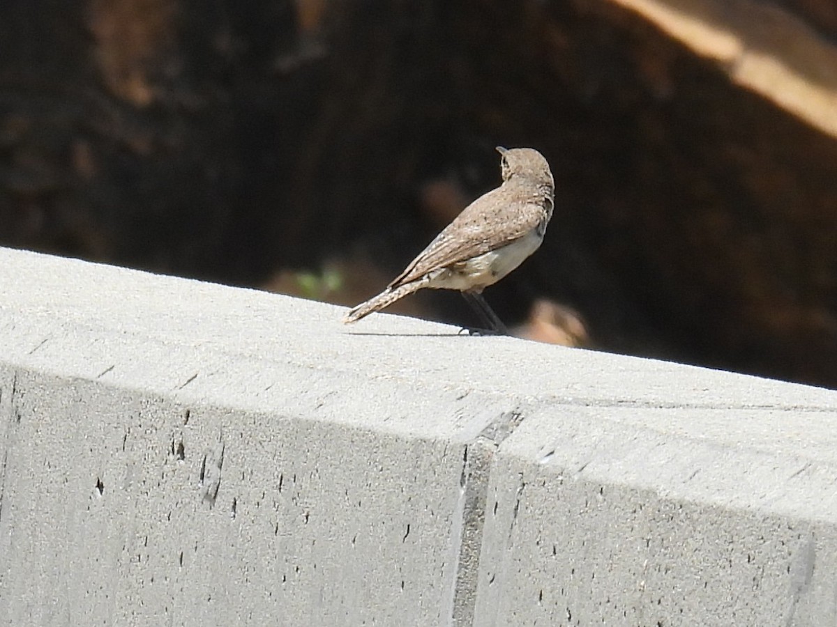 Rock Wren - ML639611340