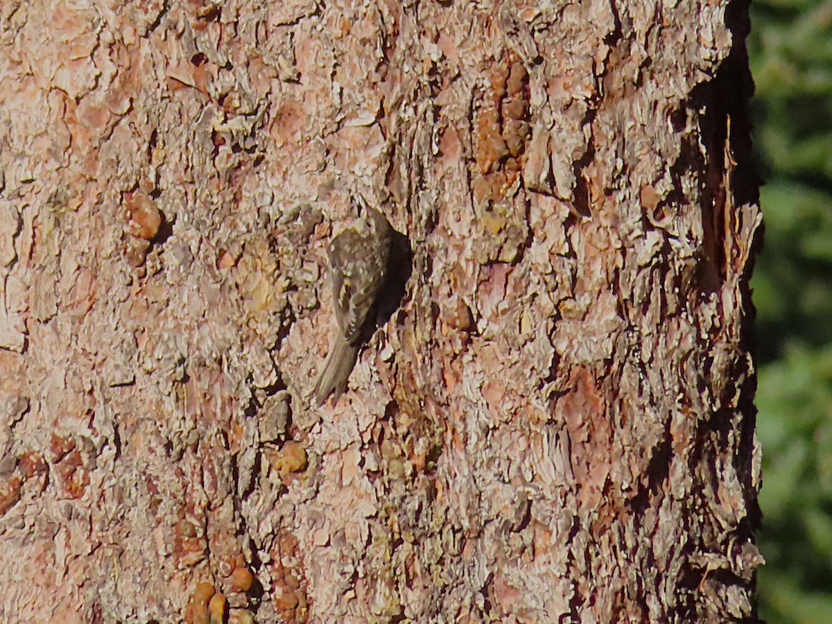 Brown Creeper - ML639611341