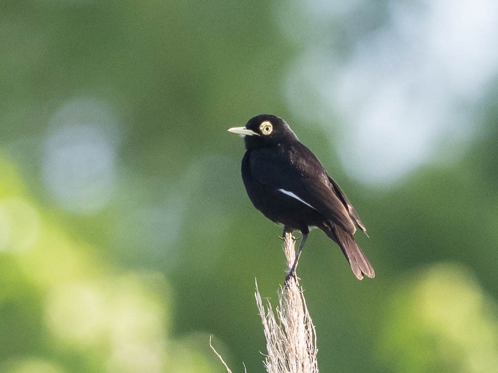 Spectacled Tyrant - ML639611343