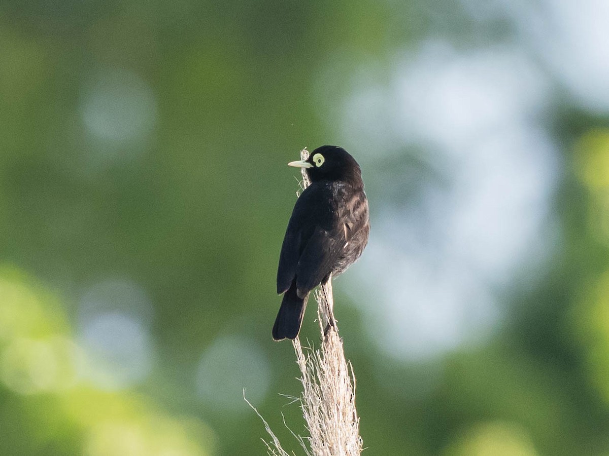Spectacled Tyrant - ML639611344