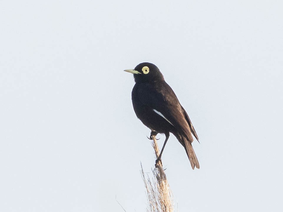 Spectacled Tyrant - ML639611346