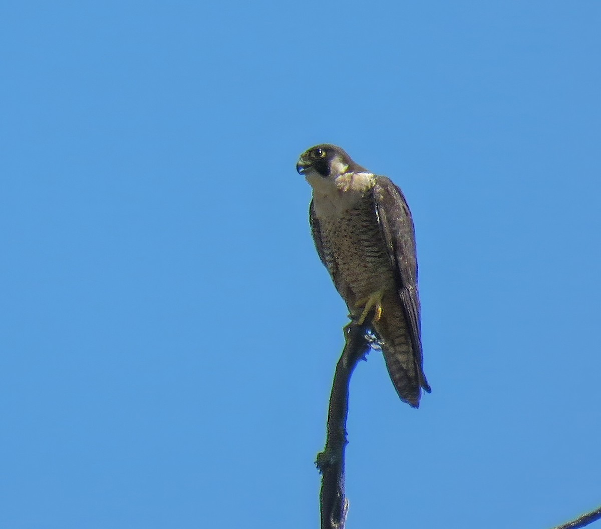 Peregrine Falcon - ML639611347