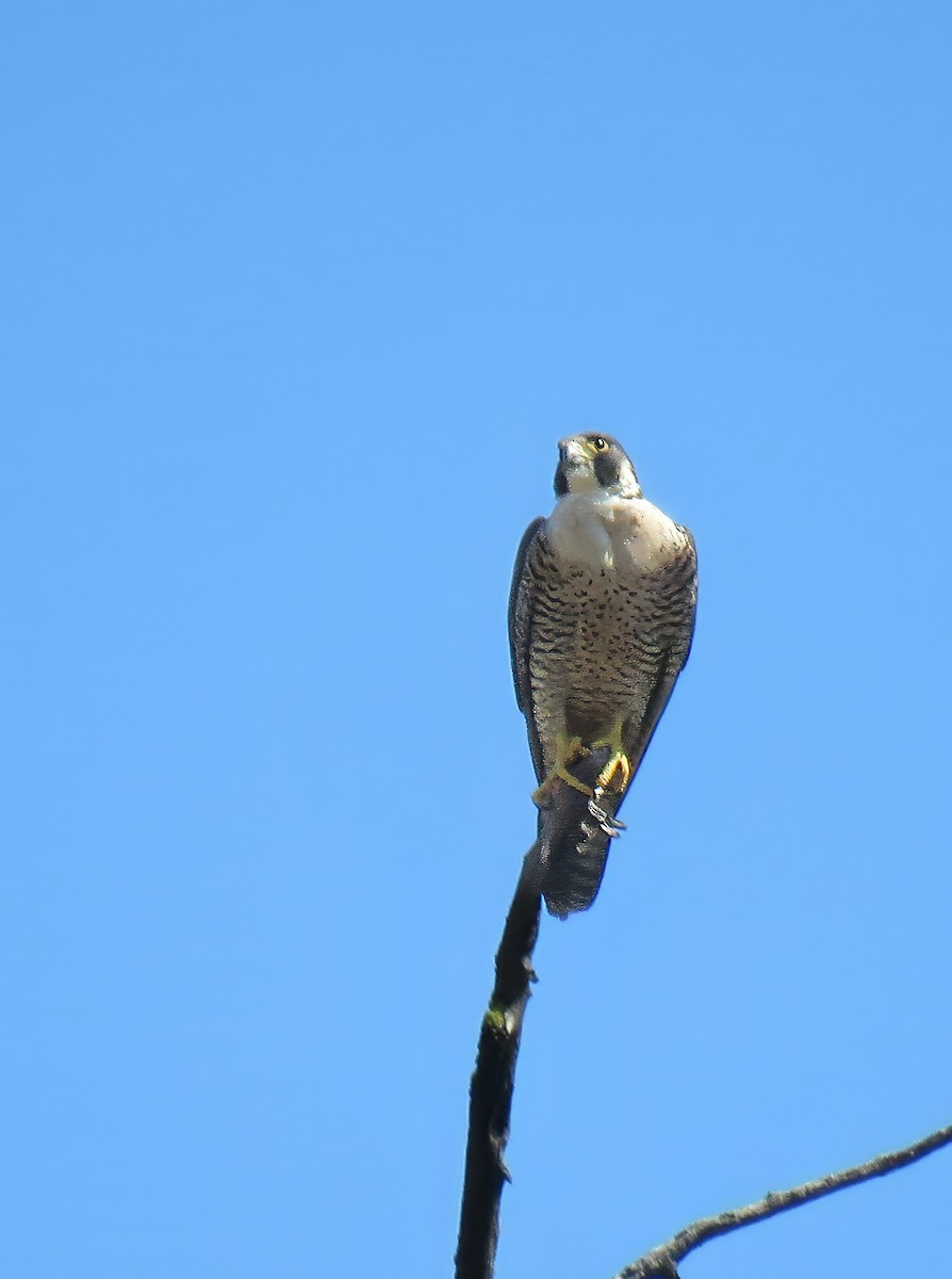 Peregrine Falcon - ML639611348