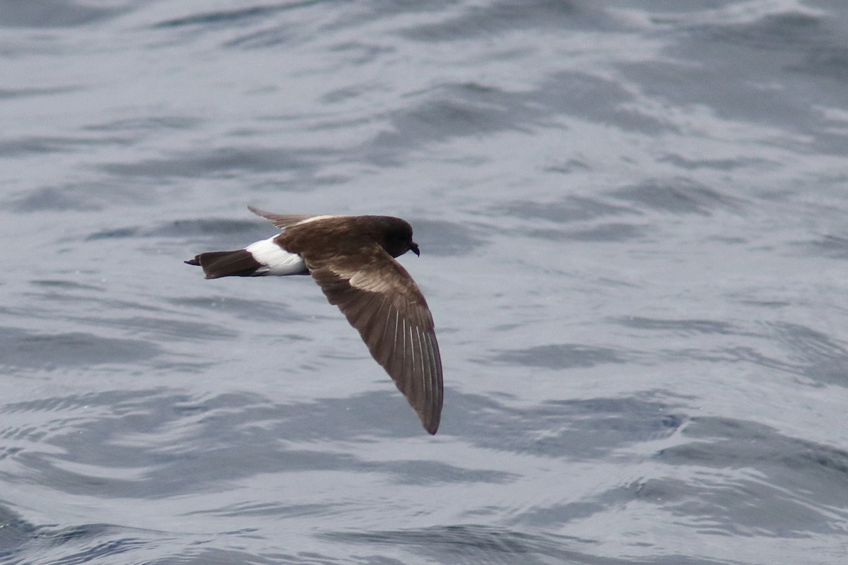 Elliot's Storm-Petrel - ML639611349