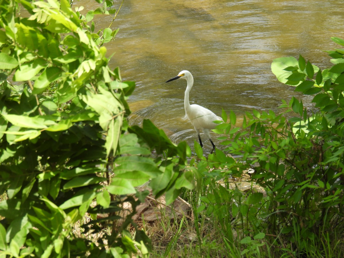 Snowy Egret - ML639611350