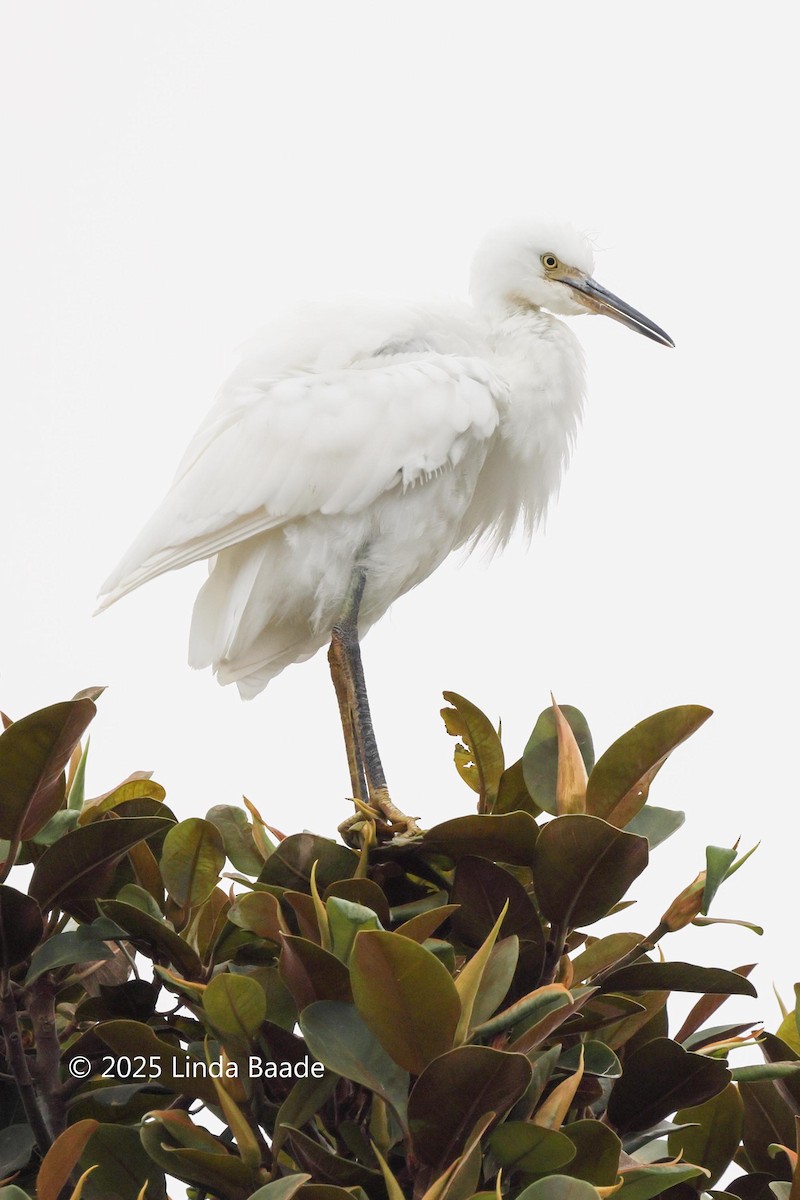 Snowy Egret - ML639611351