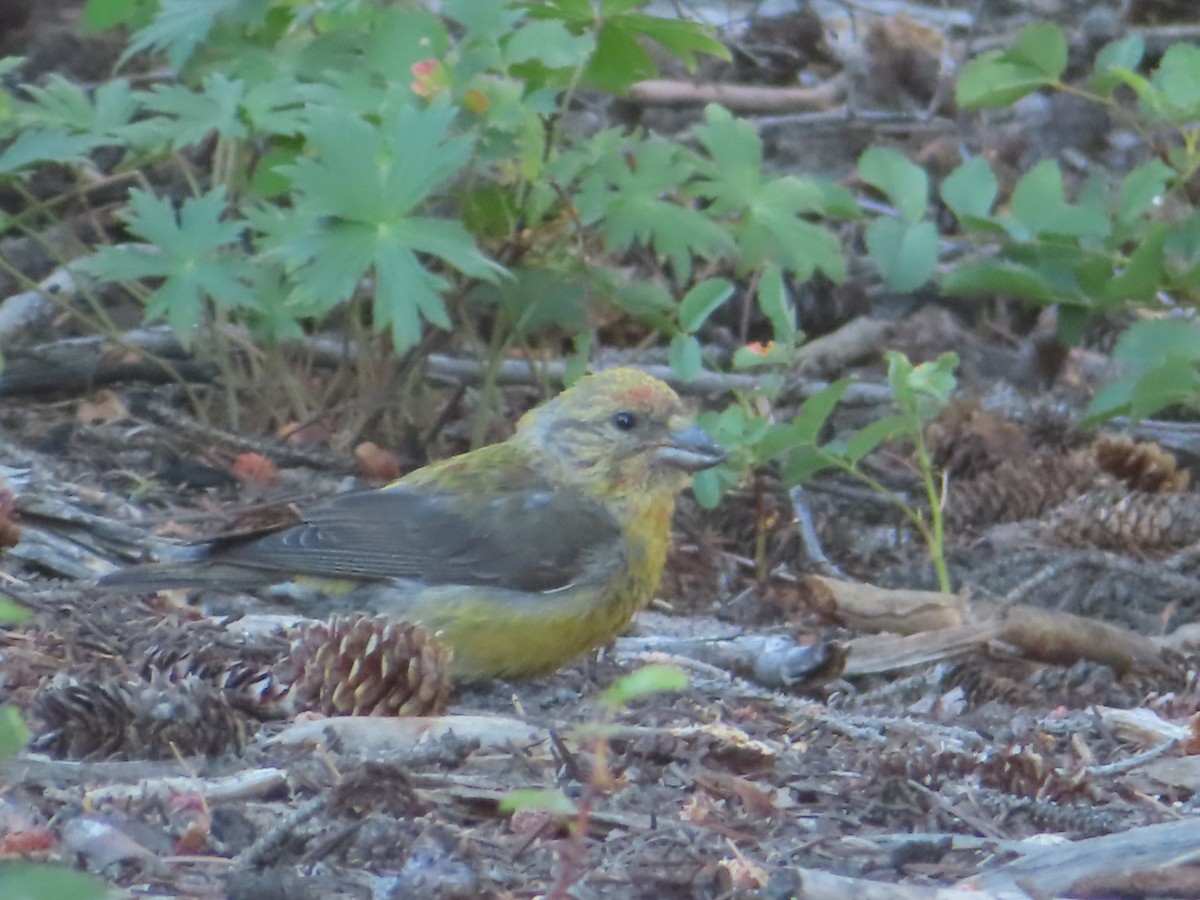 Red Crossbill - ML639611370