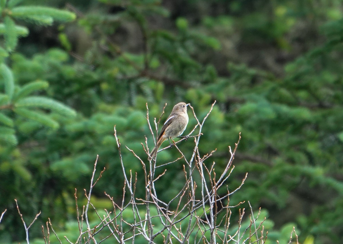White-throated Redstart - ML639611372