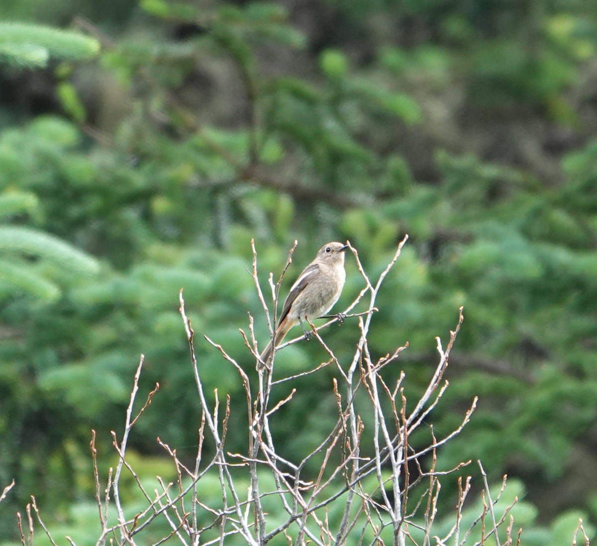 White-throated Redstart - ML639611404