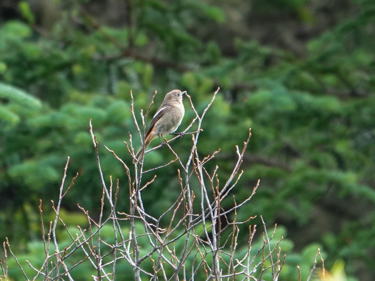White-throated Redstart - ML639611405