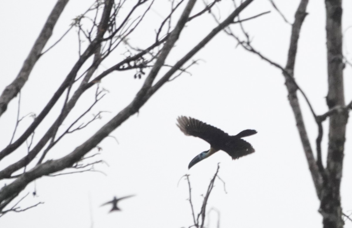 Trinidad Piping-Guan - ML639611407