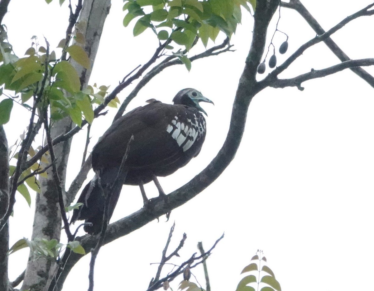 Trinidad Piping-Guan - ML639611408