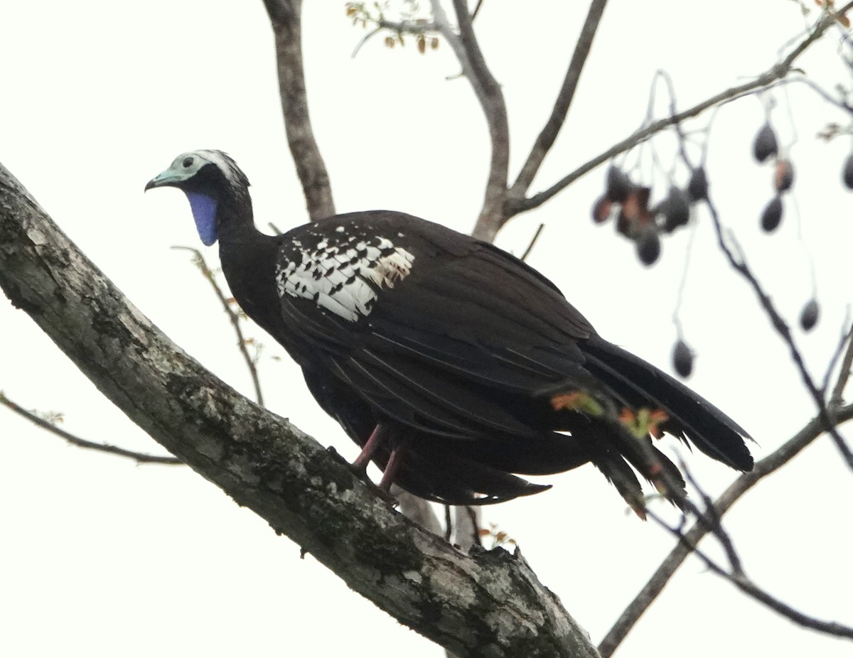 Trinidad Piping-Guan - ML639611409