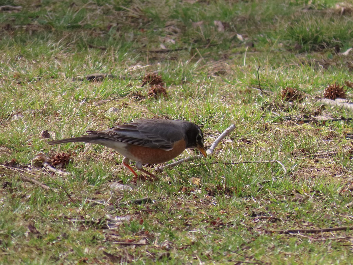 American Robin - ML639611459