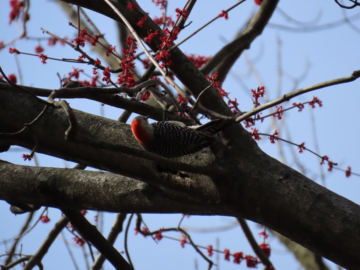Red-bellied Woodpecker - ML639611475