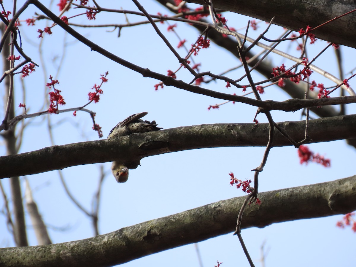 Red-bellied Woodpecker - ML639611476