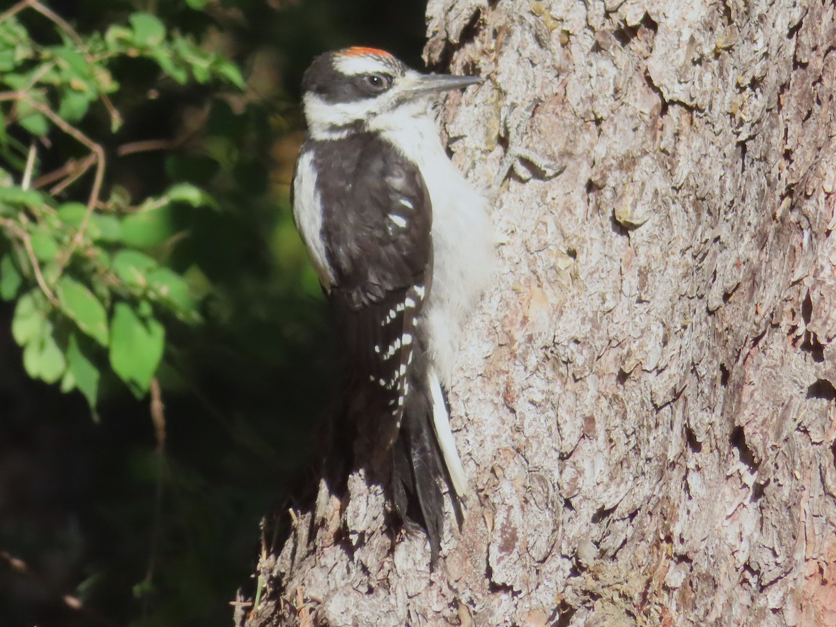 Hairy Woodpecker - ML639611612