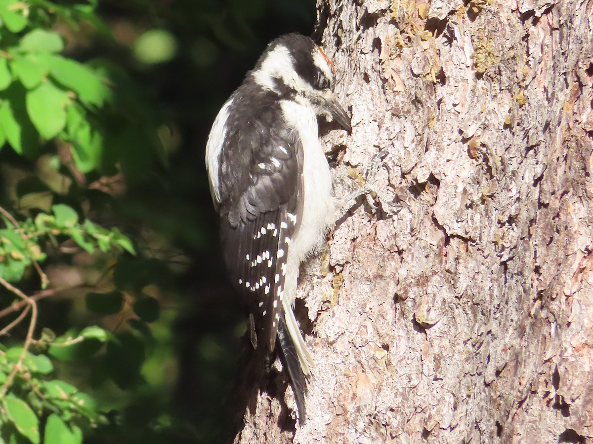 Hairy Woodpecker - ML639611614