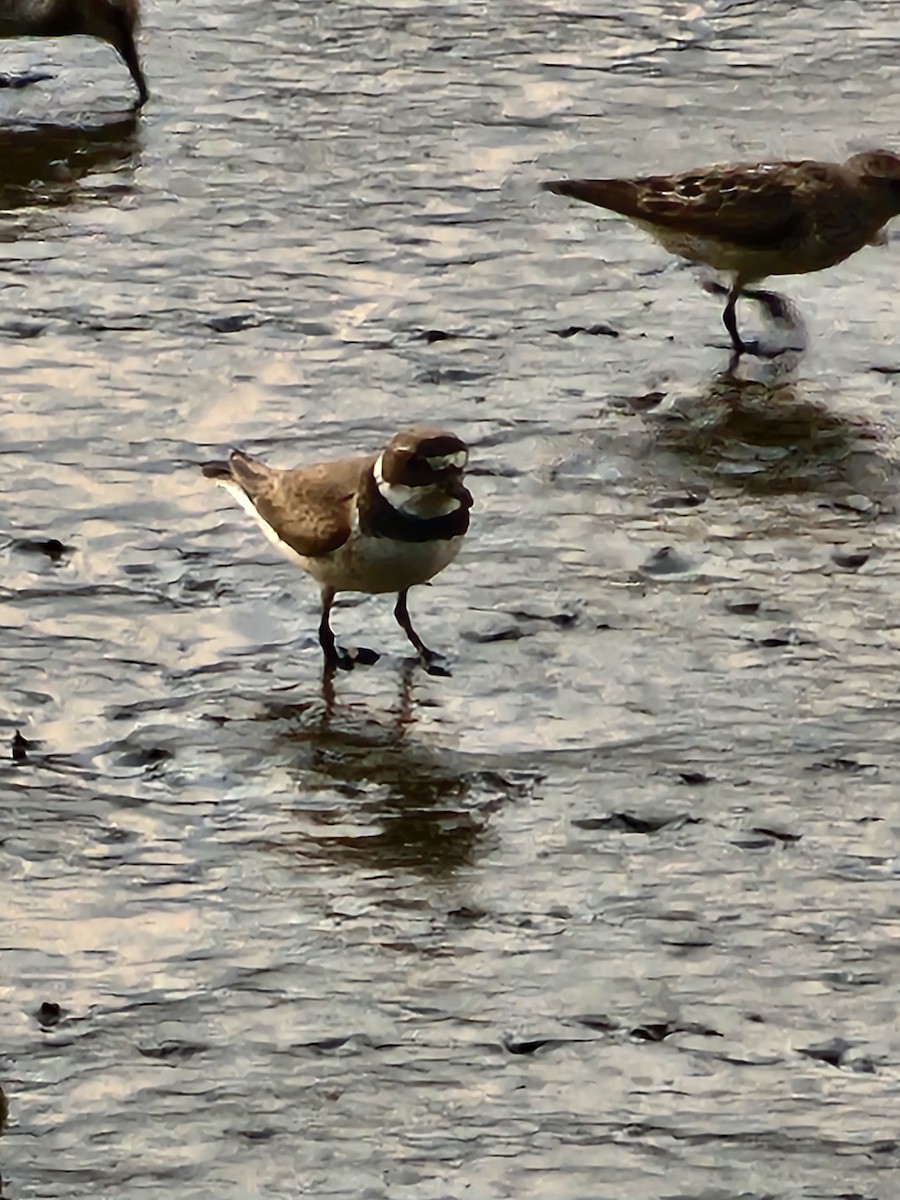 Semipalmated Plover - ML639611640