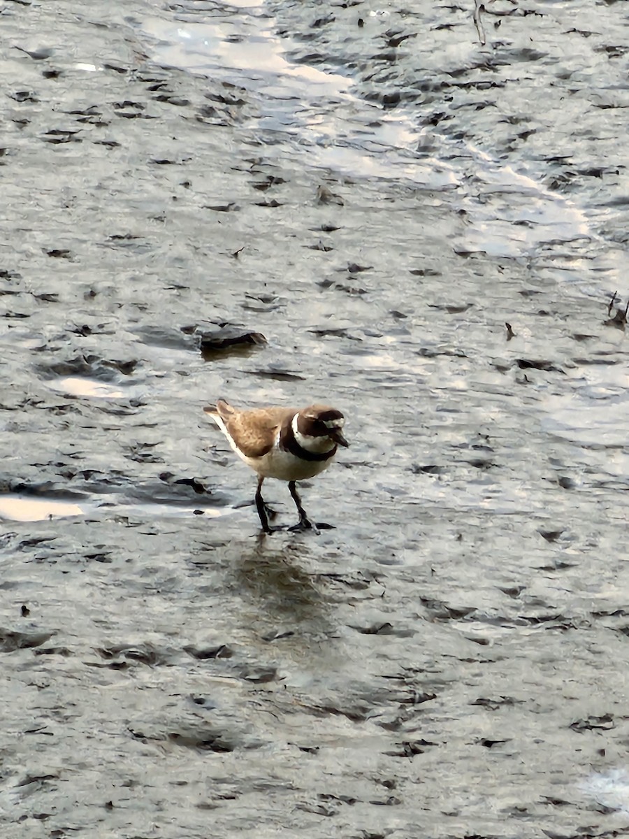 Semipalmated Plover - ML639611650