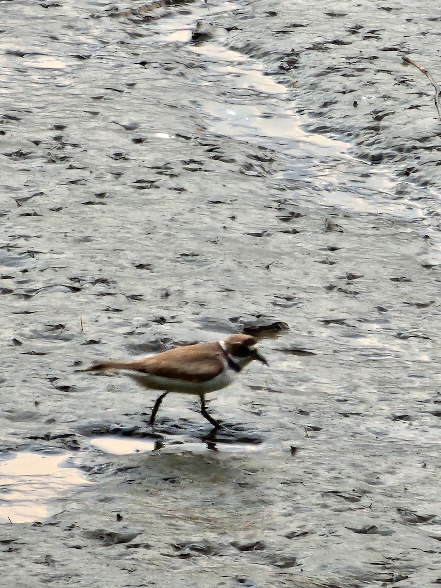 Semipalmated Plover - ML639611659