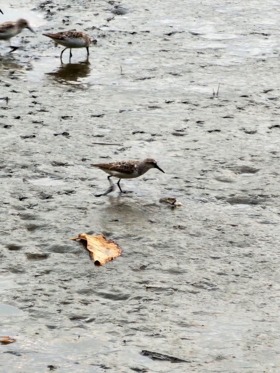 Semipalmated Sandpiper - ML639611665