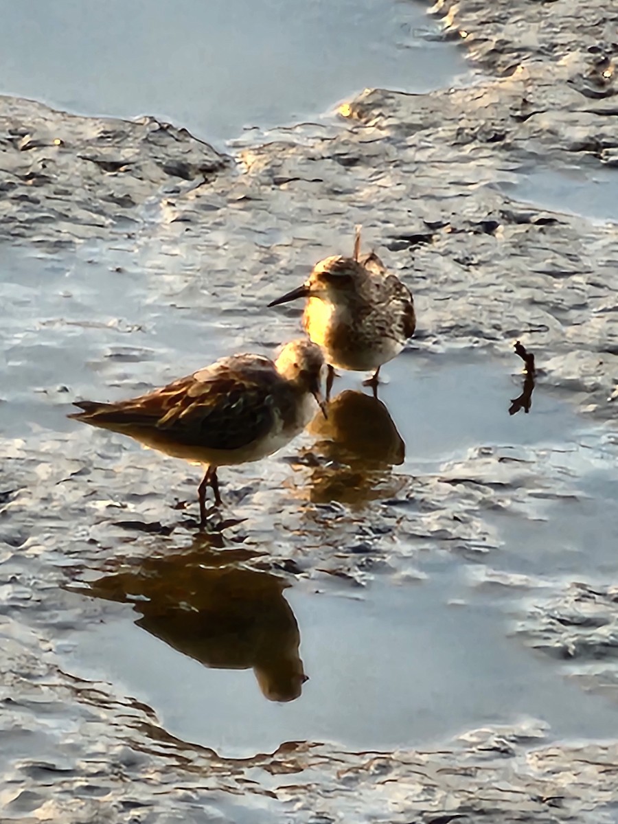 Semipalmated Sandpiper - ML639611666