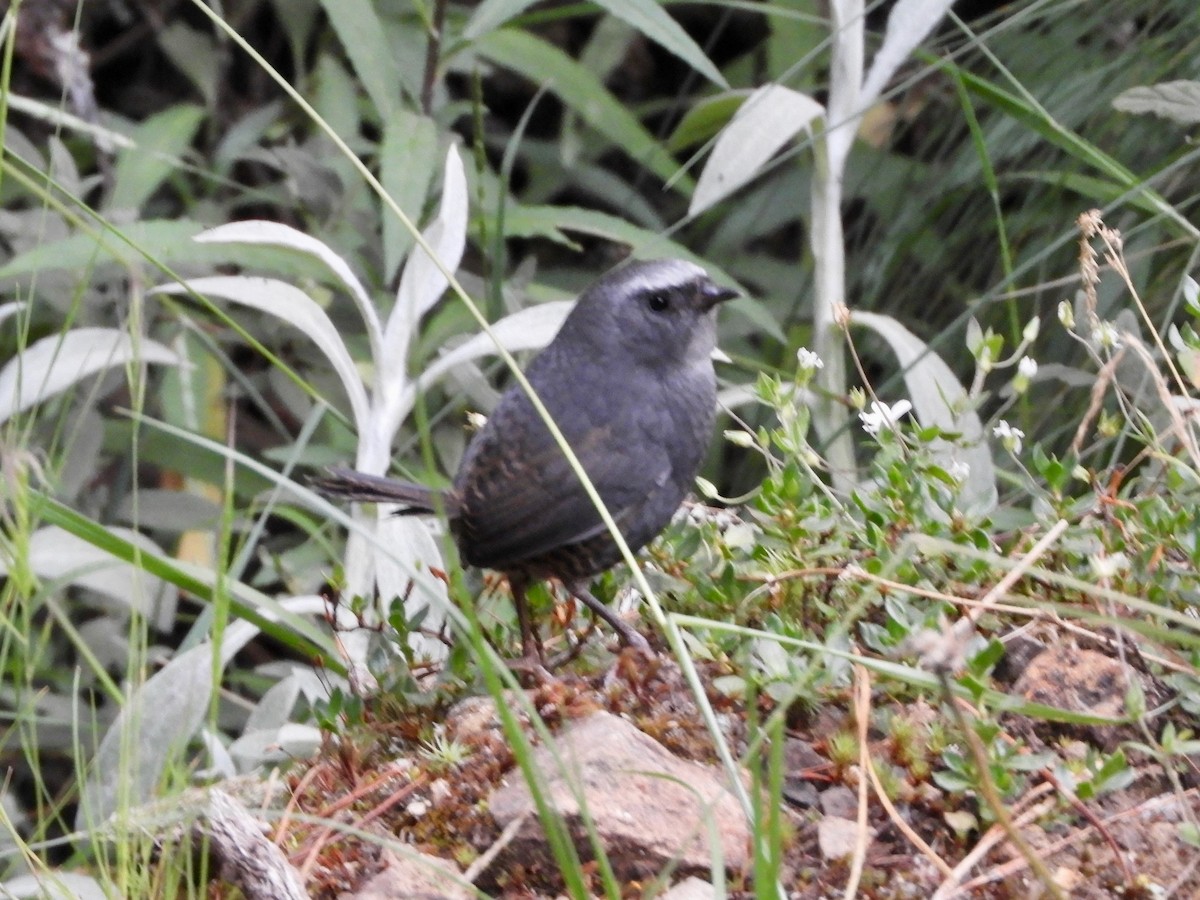 Ampay Tapaculo - ML639611684