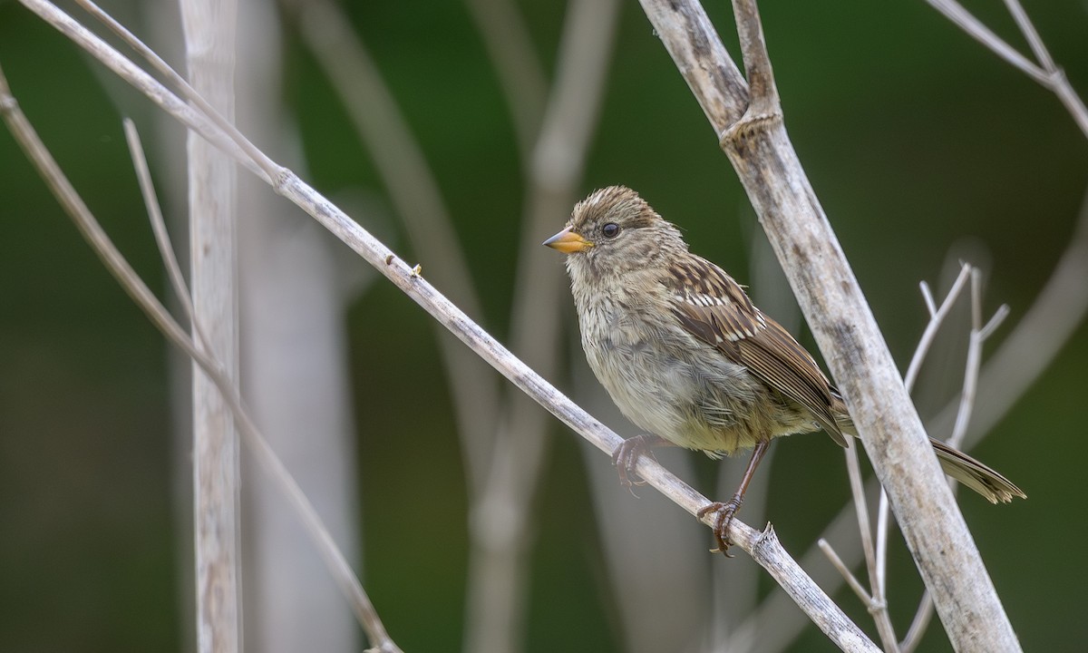 White-crowned Sparrow (nuttalli) - ML639611702