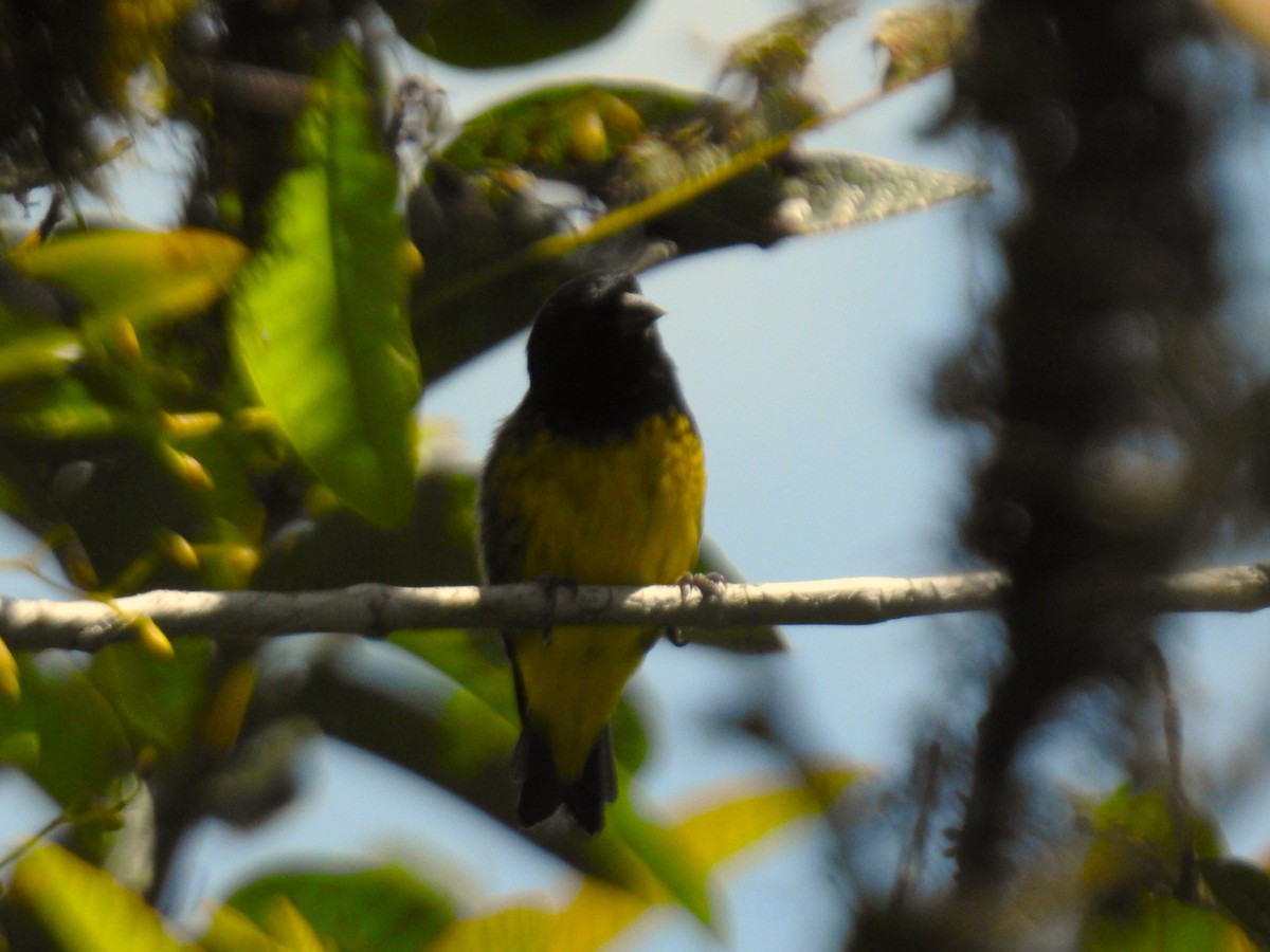 Yellow-bellied Siskin - ML639611703