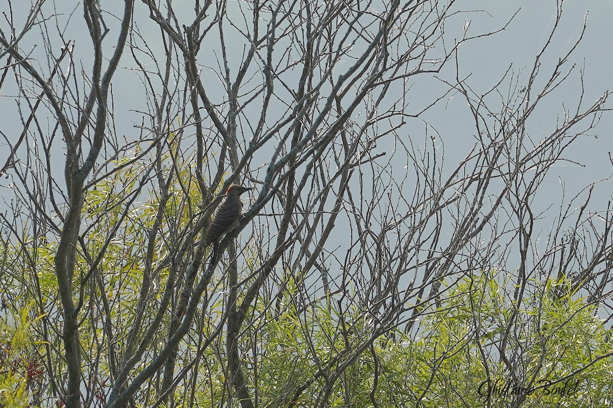 Northern Flicker - Ghislaine Boulet 🦉