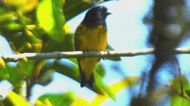 gulbuksisik - ML639611705