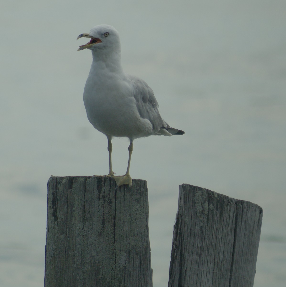 Ring-billed Gull - ML639611741